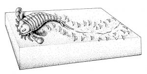 Early Paleozoic eurypterid, Europ